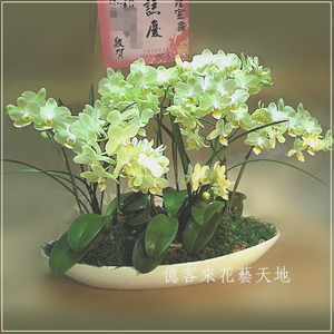 蝴蝶蘭組合盆栽
